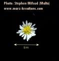 Aster squamatus (Narrow-leaved aster) - CLICK TO ENLARGE PHOTO