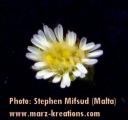 Aster squamatus (Narrow-leaved aster) - CLICK TO ENLARGE PHOTO