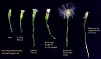 Aster squamatus (Narrow-leaved aster) - CLICK TO ENLARGE PHOTO