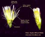 Aster squamatus (Narrow-leaved aster) - CLICK TO ENLARGE PHOTO