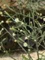 Aster squamatus (Narrow-leaved aster) - CLICK TO ENLARGE PHOTO