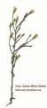 Aster squamatus (Narrow-leaved aster) - CLICK TO ENLARGE PHOTO