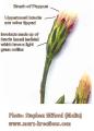 Aster squamatus (Narrow-leaved aster) - CLICK TO ENLARGE PHOTO
