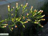 Aster squamatus (Narrow-leaved aster) - CLICK TO ENLARGE PHOTO