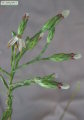 Aster squamatus (Narrow-leaved aster) - CLICK TO ENLARGE PHOTO