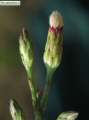 Aster squamatus (Narrow-leaved aster) - CLICK TO ENLARGE PHOTO