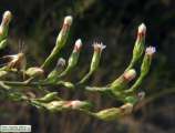 Aster squamatus (Narrow-leaved aster) - CLICK TO ENLARGE PHOTO