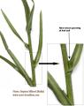 Aster squamatus (Narrow-leaved aster) - CLICK TO ENLARGE PHOTO