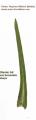 Aster squamatus (Narrow-leaved aster) - CLICK TO ENLARGE PHOTO