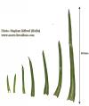 Aster squamatus (Narrow-leaved aster) - CLICK TO ENLARGE PHOTO