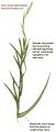 Aster squamatus (Narrow-leaved aster) - CLICK TO ENLARGE PHOTO