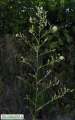 Aster squamatus (Narrow-leaved aster) - CLICK TO ENLARGE PHOTO