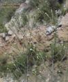 Aster squamatus (Narrow-leaved aster) - CLICK TO ENLARGE PHOTO