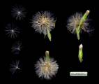 Aster squamatus (Narrow-leaved aster) - CLICK TO ENLARGE PHOTO