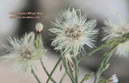 Aster squamatus (Narrow-leaved aster) - CLICK TO ENLARGE PHOTO