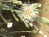 Aster squamatus (Narrow-leaved aster) - CLICK TO ENLARGE PHOTO