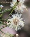 Aster squamatus (Narrow-leaved aster) - CLICK TO ENLARGE PHOTO