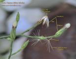 Aster squamatus (Narrow-leaved aster) - CLICK TO ENLARGE PHOTO