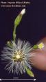 Aster squamatus (Narrow-leaved aster) - CLICK TO ENLARGE PHOTO