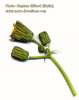 Sonchus oleraceus (Smooth Sow Thistle) - CLICK TO ENLARGE PHOTO