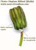 Sonchus oleraceus (Smooth Sow Thistle) - CLICK TO ENLARGE PHOTO