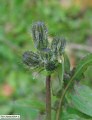 Sonchus oleraceus (Smooth Sow Thistle) - CLICK TO ENLARGE PHOTO