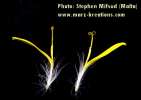 Sonchus oleraceus (Smooth Sow Thistle) - CLICK TO ENLARGE PHOTO