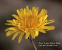 Sonchus oleraceus (Smooth Sow Thistle) - CLICK TO ENLARGE PHOTO
