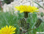Sonchus oleraceus (Smooth Sow Thistle) - CLICK TO ENLARGE PHOTO