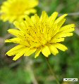Sonchus oleraceus (Smooth Sow Thistle) - CLICK TO ENLARGE PHOTO