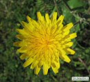 Sonchus oleraceus (Smooth Sow Thistle) - CLICK TO ENLARGE PHOTO