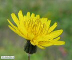 Sonchus oleraceus (Smooth Sow Thistle) - CLICK TO ENLARGE PHOTO