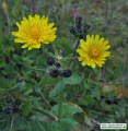 Sonchus oleraceus (Smooth Sow Thistle) - CLICK TO ENLARGE PHOTO