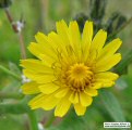 Sonchus oleraceus (Smooth Sow Thistle) - CLICK TO ENLARGE PHOTO