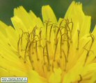 Sonchus oleraceus (Smooth Sow Thistle) - CLICK TO ENLARGE PHOTO