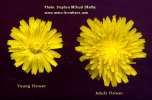 Sonchus oleraceus (Smooth Sow Thistle) - CLICK TO ENLARGE PHOTO