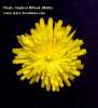 Sonchus oleraceus (Smooth Sow Thistle) - CLICK TO ENLARGE PHOTO