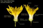 Sonchus oleraceus (Smooth Sow Thistle) - CLICK TO ENLARGE PHOTO