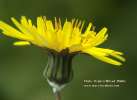Sonchus oleraceus (Smooth Sow Thistle) - CLICK TO ENLARGE PHOTO