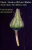 Sonchus oleraceus (Smooth Sow Thistle) - CLICK TO ENLARGE PHOTO