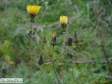 Sonchus oleraceus (Smooth Sow Thistle) - CLICK TO ENLARGE PHOTO