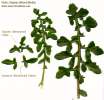 Sonchus oleraceus (Smooth Sow Thistle) - CLICK TO ENLARGE PHOTO