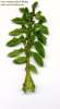 Sonchus oleraceus (Smooth Sow Thistle) - CLICK TO ENLARGE PHOTO