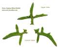 Sonchus oleraceus (Smooth Sow Thistle) - CLICK TO ENLARGE PHOTO
