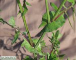 Sonchus oleraceus (Smooth Sow Thistle) - CLICK TO ENLARGE PHOTO
