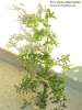 Sonchus oleraceus (Smooth Sow Thistle) - CLICK TO ENLARGE PHOTO