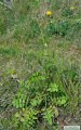 Sonchus oleraceus (Smooth Sow Thistle) - CLICK TO ENLARGE PHOTO