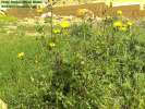Sonchus oleraceus (Smooth Sow Thistle) - CLICK TO ENLARGE PHOTO