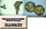 Sonchus oleraceus (Smooth Sow Thistle) - CLICK TO ENLARGE PHOTO