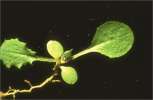 Sonchus oleraceus (Smooth Sow Thistle) - CLICK TO ENLARGE PHOTO